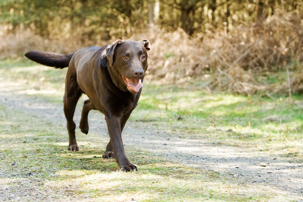 From Sprains to Arthritis: Understanding Pet Limping and the Power of Diagnostic Tools