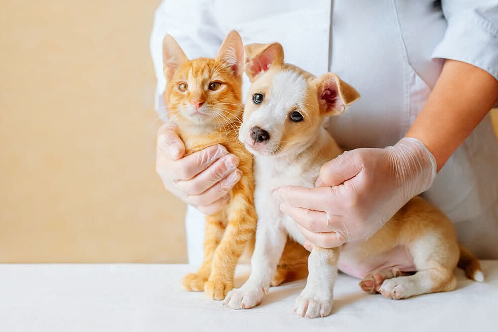 Emergency Care for Puppies & Kittens: Recognizing Urgent Health Issues