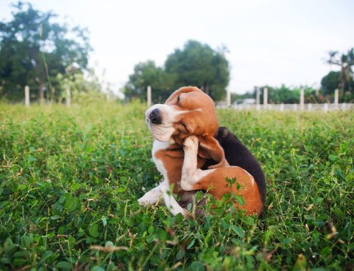 Allergy Season & Pets: Tips to Reduce Symptoms