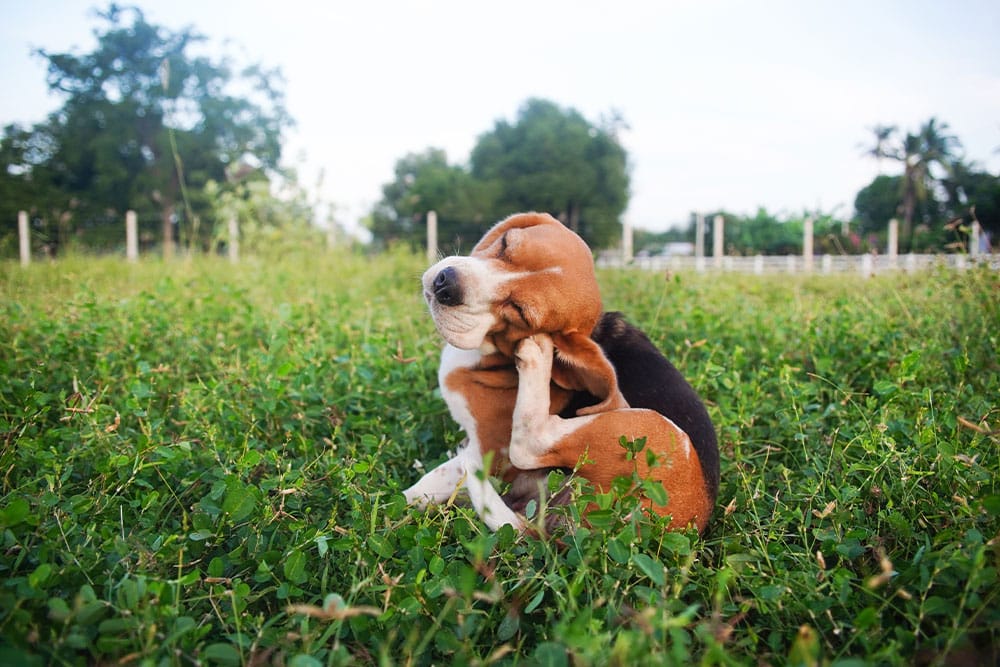 Allergy Season & Pets: Tips to Reduce Symptoms