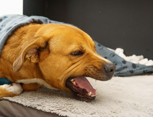 Reverse Sneezing, Wheezing & Snoring: What’s Normal for Pets?